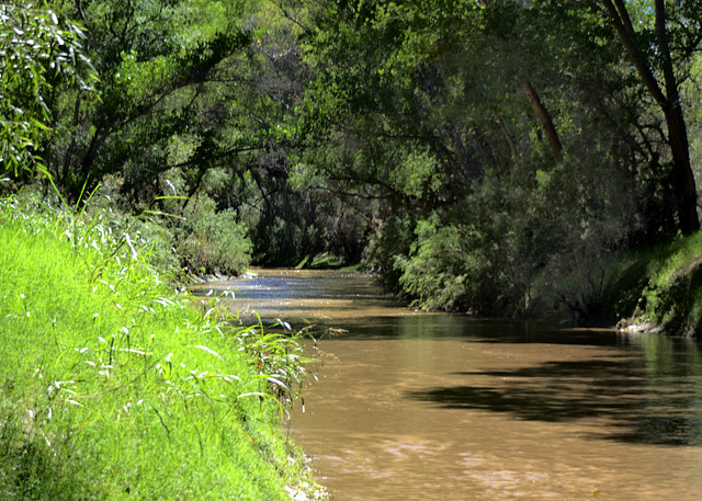 The San Pedro River