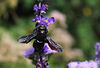 Xylocope violet- Abeille charpentière