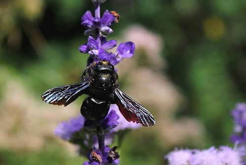Xylocope violet- Abeille charpentière