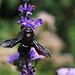 Xylocope violet- Abeille charpentière