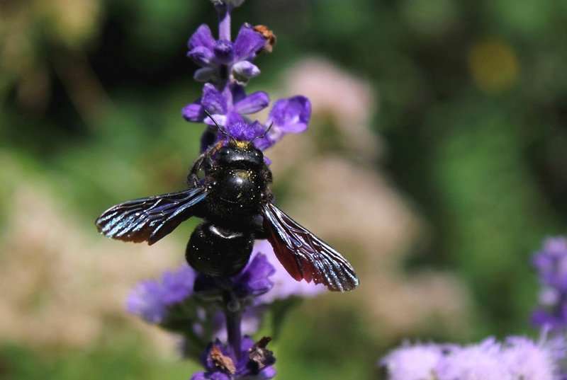 Xylocope violet- Abeille charpentière