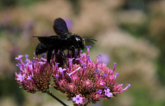 Xylocope violet -Abeille charpentière