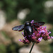 Xylocope violet -Abeille charpentière (2)