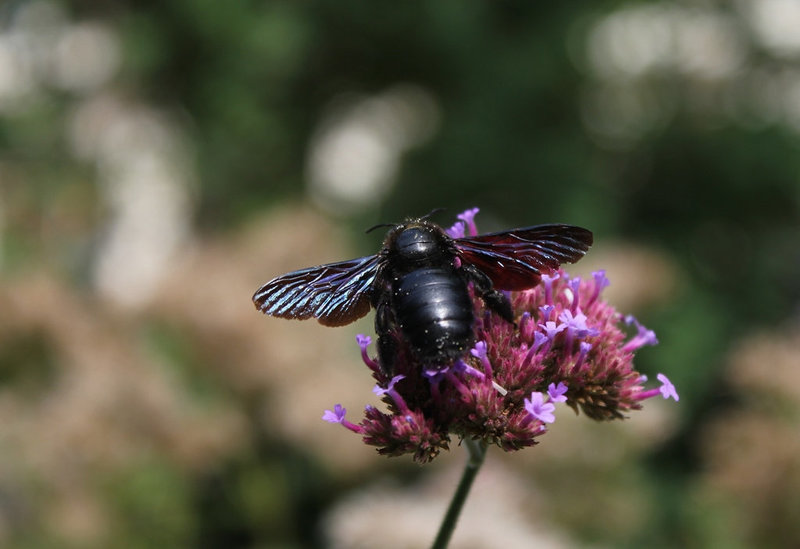 Xylocope violet -Abeille charpentière (2)