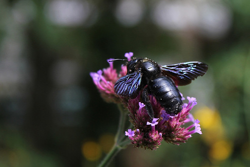 Xylocope violet -Abeille charpentière (3)