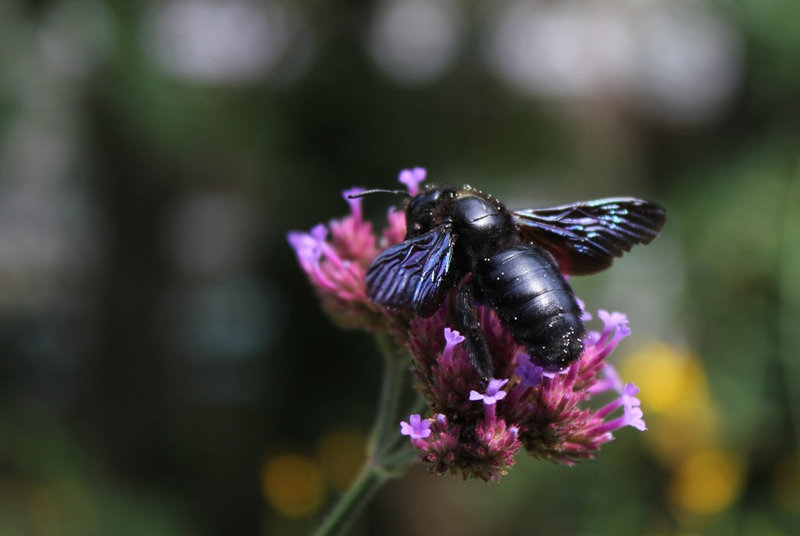 Xylocope violet -Abeille charpentière (3)