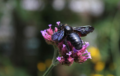 Xylocope violet -Abeille charpentière (4)