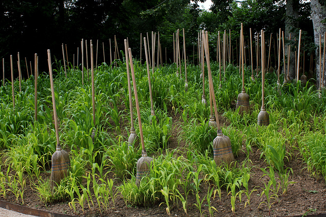 Jardin de Sorgho , de Michel Blazy Jardin de Sorgho , de Michel Blazy