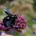 Xylocope violet -Abeille charpentière (5)