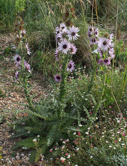 Berkheya purpurea