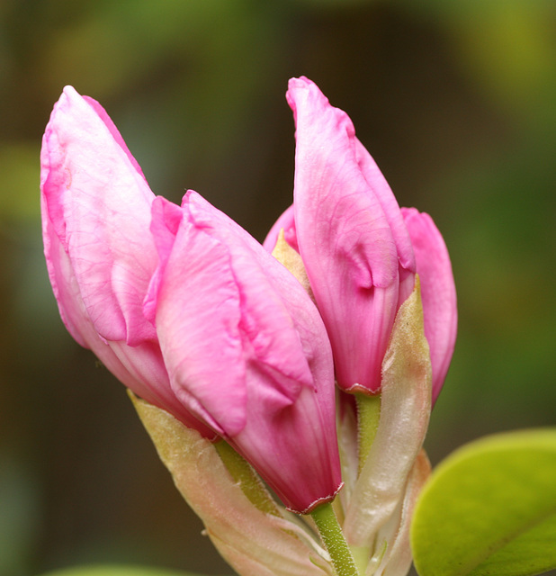 rhododendron