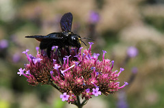 Xylocope violet -Abeille charpentière (6)