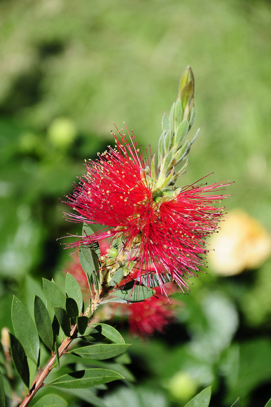 Callistemon citrinus  - Zylinderputzer