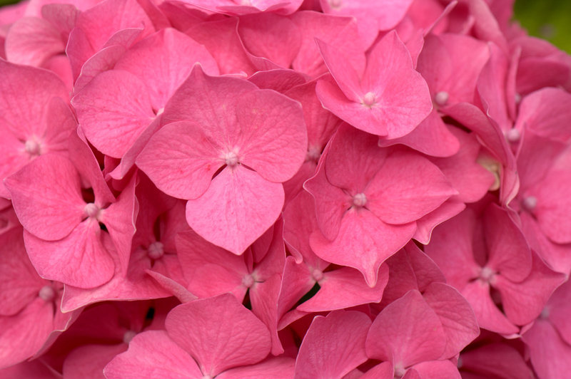Fleur d'Hydrangea