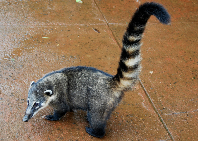 Coati (milieu naturel)