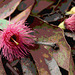 Eucalyptus leucoxylon ssp. leucoxylon blossom strew