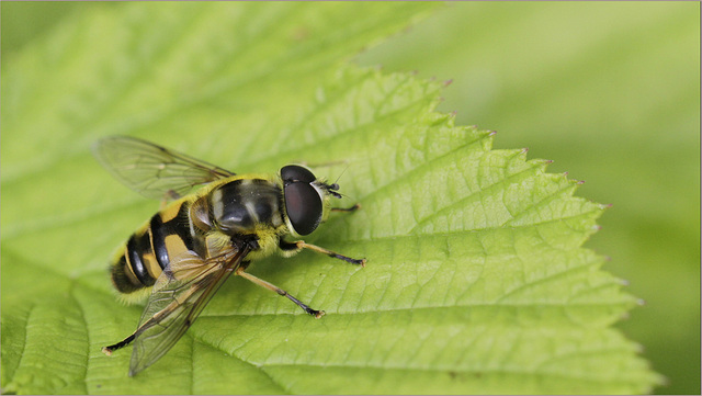 Myathropa florea