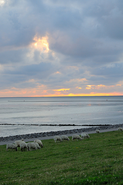 Nordsee Watt - 120808