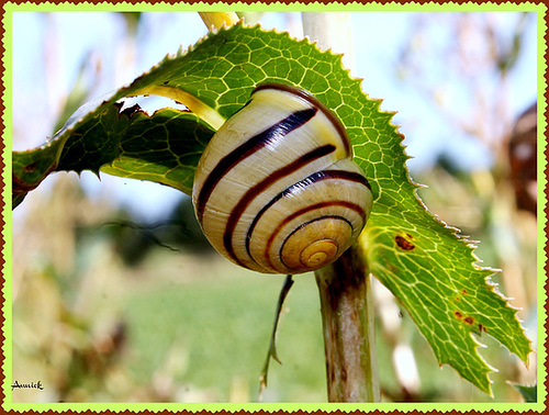 ESCARGOT ***