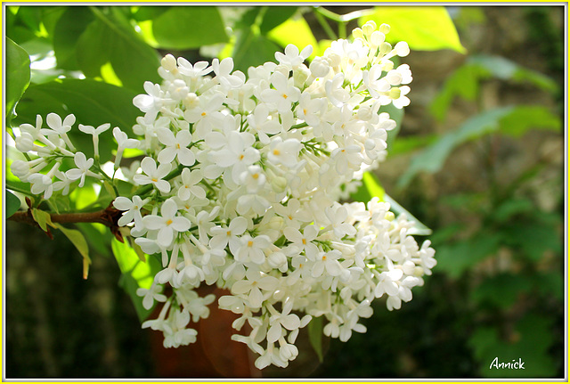 parfum de printemps