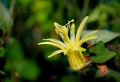 Passiflora citrina (2)