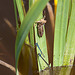 20120612 0608RAw [D] Libellenlarve, Azurjungfer, LeifkenstadtF