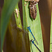 20120612 0609RAw [D] Libellenlarven, Azurjungfer, Leifkenstadt