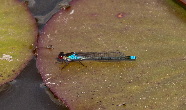 20120612 0607RAw [D~MI] Großes Granatauge (Erythromma najas), Leifkenstadt