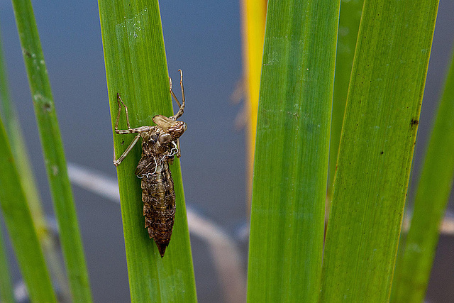 20120612 0606RAw [D] Libellenlarve, Leifkenstadt