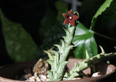 Caralluma hesperidum