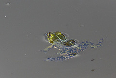 20120612 0601RAw [D~MI] Wasserfrosch, Hille