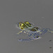 20120612 0601RAw [D~MI] Wasserfrosch, Hille