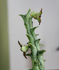 Caralluma hesperidum (2)