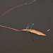20120612 0599RAw [D~MI] Azurjungfer, Rückenschwimmer (Notonecta glauca), Hille