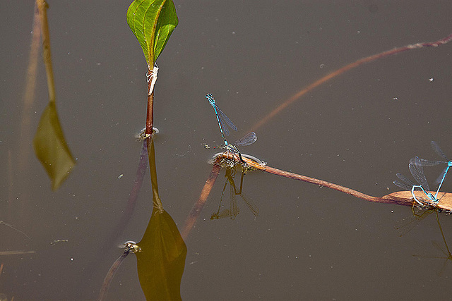 20120612 0596RAw [D] Libellenlarve, Azurjungfer, Leifkenstadt