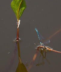 20120612 0597RAw [D] Azurjungfer, Libellenlarve, Leifkenstadt