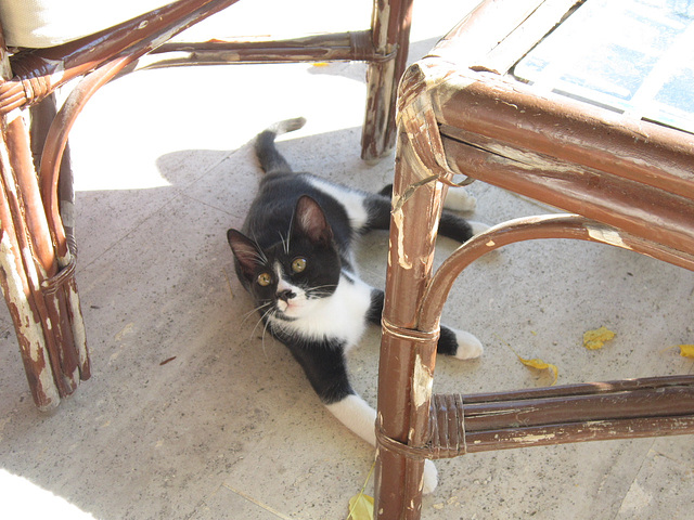 Little Frank