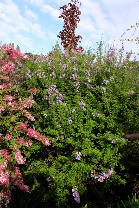 Syringa protolaciniata