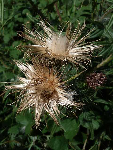 Distel