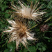 Distel