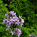 Syringa protolaciniata-002