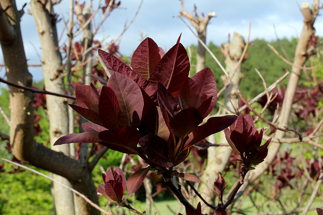 Cotinus