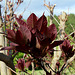 Cotinus