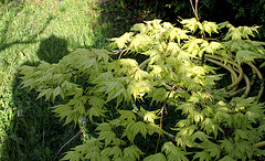 Acer palmatum (4)