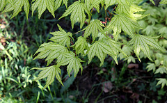 Acer palmatum (3)