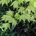 Acer palmatum (3)