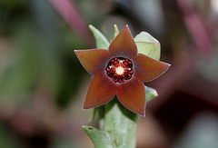 Caralluma hesperidum (4)