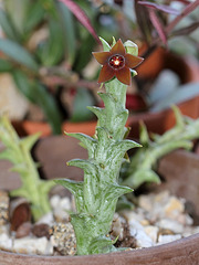 Caralluma hesperidum (5)