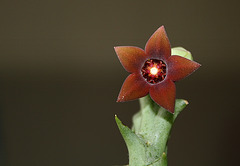 Caralluma hesperidum (7)