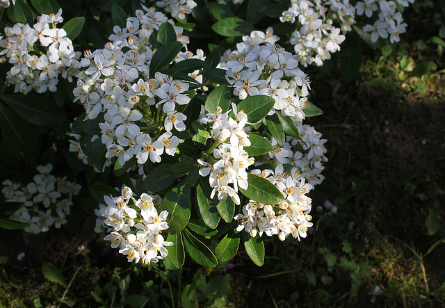 Choisya ternata